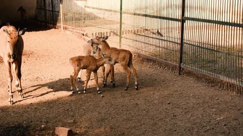 Clip de deux bébés nilgai (mollets) se battant ou s'amusant dans le parc zoologique d'Indore, en Inde