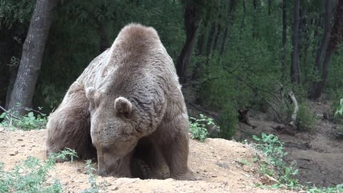 Wilder Braunbär, der durch eine grüne Waldlandschaft läuft und ein starkes Wildverhalten zeigt.