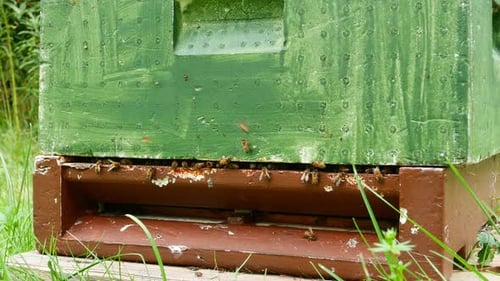 Bees fly in and out of green wooden beehive. Handheld close-up.