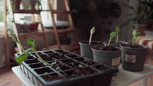 Seedlings In Plastic Pots Inside The Nursery. Close-up Shot