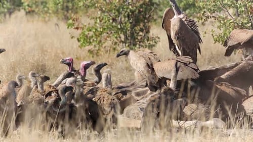 White backed Vultures in Kruger National park, South Africa