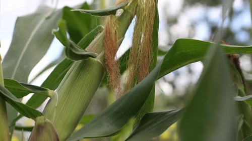 Growing corn. Close-up.