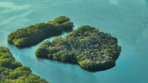 View From Above of Florida Wetlands with Flocks of White Egret and Heron Birds on Green Swamp