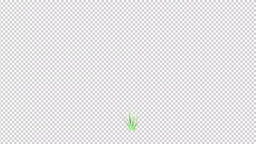 Flower Grass Growing Transparent Background