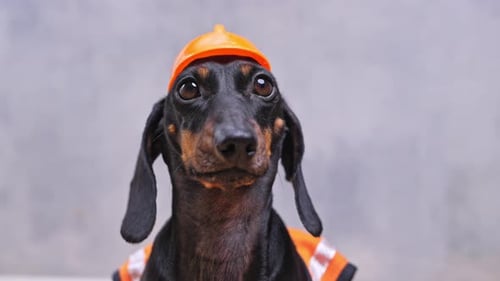 Dachshund Dog Wearing Hard Hat and Safety Vest