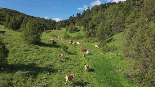 Cows Grazing Among The Trees On The Green Plateau With Aerial Shot