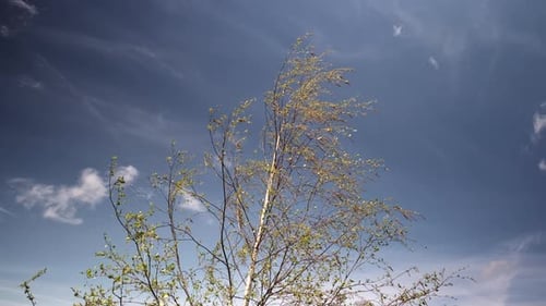 A young Silver Birch tree just coming in to leaf set against a bright blue sky on a windy Spring day