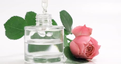 Floral perfume. Oil Essence with rose flowers