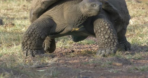 Glapagos Giant Turtles walking