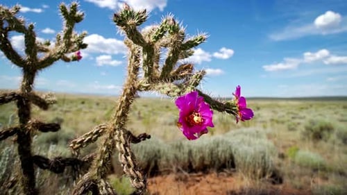 Breathtaking And Beautiful View Of Cactus