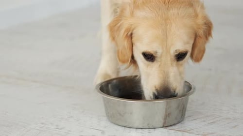 Golden Retriever Dog Eating Dog Food
