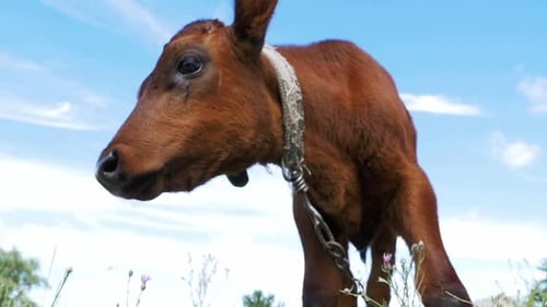 The Gray Calf Cow Graze on a Meadow on Sky Background and Smelling the Camera Slow Motion