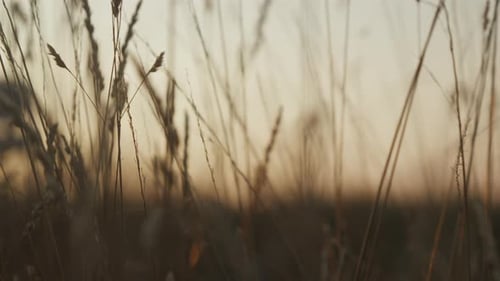 Wheatgrass stalks in rural golden light