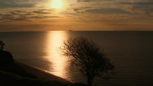 Tranquil Seashore Aerial View. One Tree Silhouette at Sea Beach. Sun Light