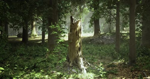 Exploring a Serene Forest with Sunlight Filtering Through Trees and Old Stump