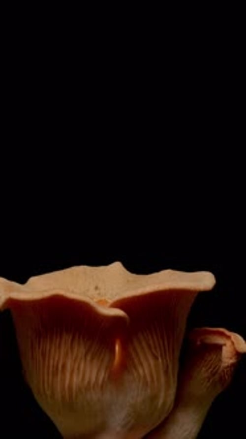 Growing pink oyster mushrooms rising from soil time lapse 4k footage.
