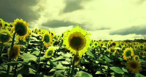 Sunflowers Bloom Under a Cloudy Sky in a Vibrant Field Near Sunset