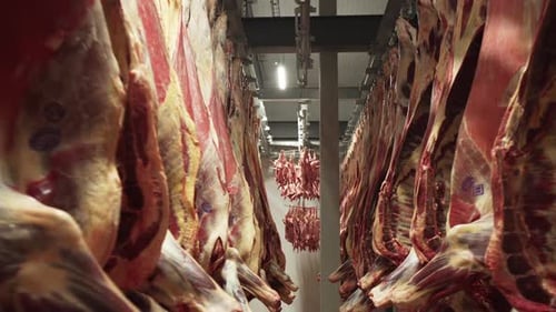 Beef and Pork Carcasses Hang on Hooks in a Meat Factory