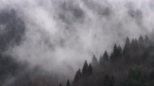 Foggy, Misty Forest Footage