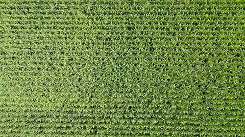 Aerial View of Vibrant Green Agricultural Field