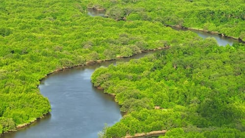 Mangrove forest seen from above, a web of intertwined trees and glistening water.