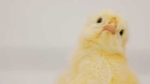 Macro Shot of Yellow Baby Chick Looks Around