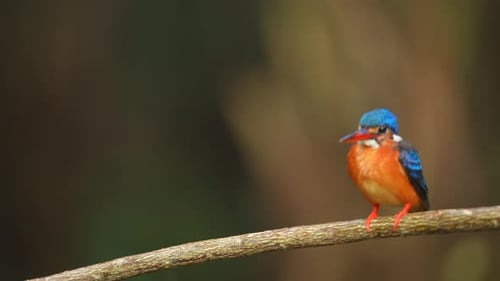 le mignon martin-pêcheur à oreilles bleues se perche pour attraper sa proie puis s'envole