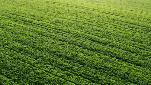 Green Field in Rows From Above with Bright Sunlight From a Bird's Eye View