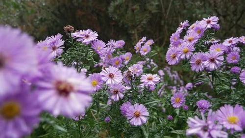 Autumn, purple asters bloom in garden on rainy day, tracking shot