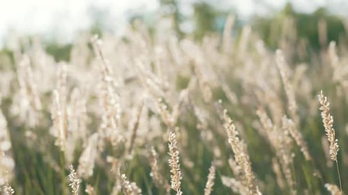 Gentle breeze rustles rippled fluffy spikelets of grass in clearing amidst light-filled sky