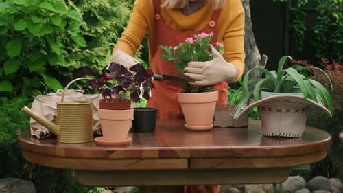 Woman Repotting a Rose Plant in Garden