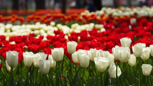 Field of Colorful Red and White Tulips of Different Varieties and Vibrant Colors Blooming in City