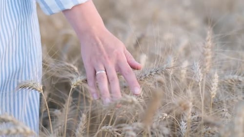 Woman's Hand Gently Brushing Across Wheat Field