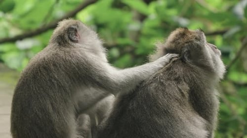 Affenpflege im Affenwald von Ubud auf Bali, Indonesien. Nahaufnahme
