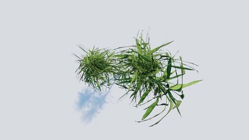 Cluster von grünem Gras auf hellem Hintergrund