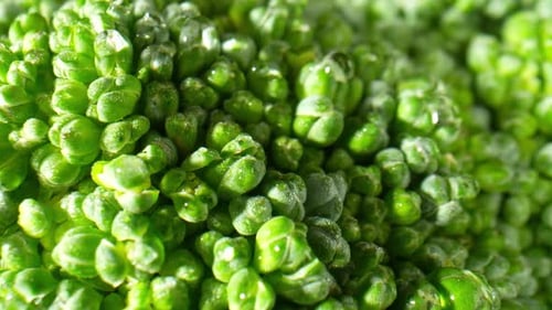 Macro Shot of Fresh Green Broccoli with Water Droplets