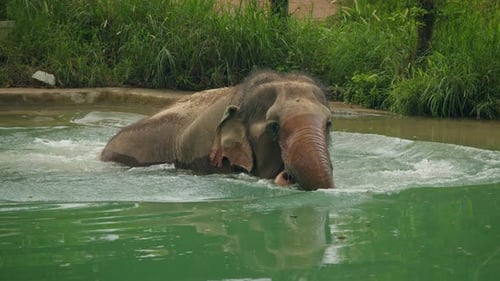 Asian Elephant Bathing in Green Water Pool Inside Tropical Wildlife Sanctuary