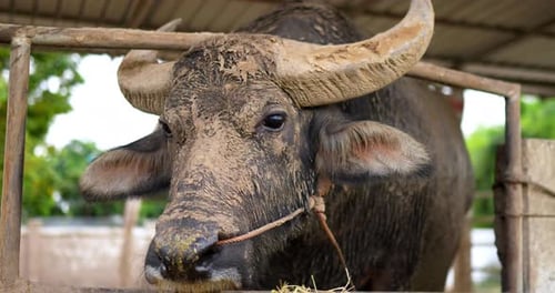 Mud Covered Water Buffalo Eating Hay in Pen