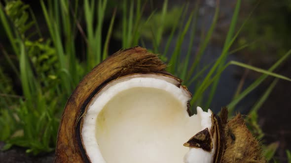 Cracked open coconut shell revealing smooth white flesh on lush green ...