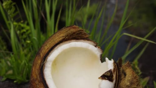 Aufgebrochene Kokosnussschale mit glattem weißem Fruchtfleisch auf sattgrünem Hintergrund