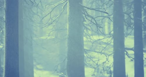 Mystical Forest Shrouded in Fog During Early Morning Hours in Winter