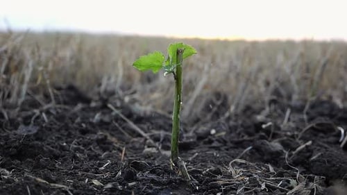 Drops Water Fall on Leaves During Pouring Planted Green Sprout Into Ground Soil at Meadow Caring for