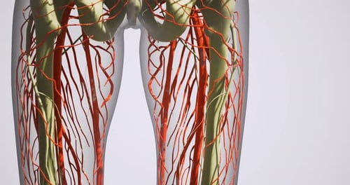 Anatomy of Leg Blood Vessels Veins and Arteries Illustrated