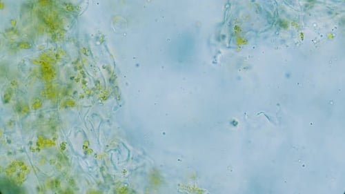 Microscopic View of Organic Matter and Cells