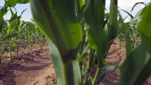 Nahaufnahme von Reihen von jungem Mais auf einem großen Feld