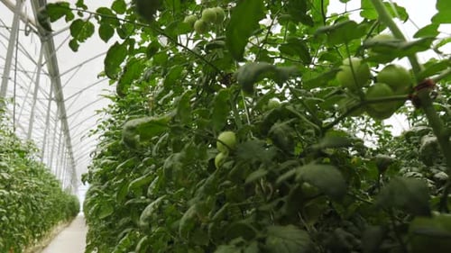 Close-up Dolly shot of ripening tomatoes on the vine in a greenhouse. Biological food concept