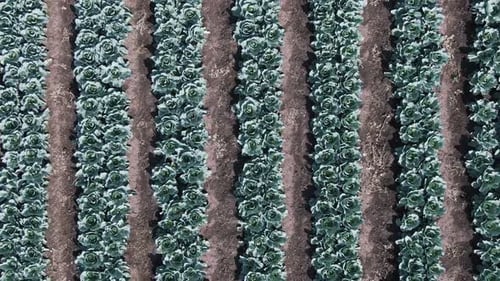 Rows of Cabbage Plantation in the Field Farmland Aerial View