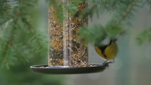 Ein Vogel auf Futterhäuschen im Garten, Nahaufnahme, Kohlmeise