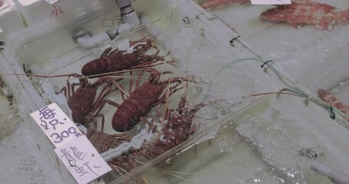 Big Lobsters At The Asian Seafood Market