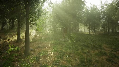 Forêt autrichienne brumeuse baignée de soleil chaud et d'ombres douces